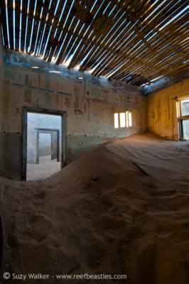 Kolmanskopp