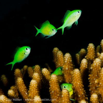 Green fishes