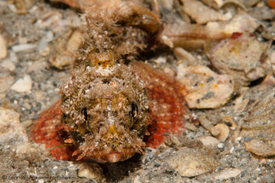 scorpion fish