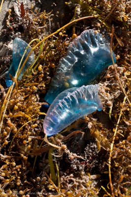 Washed up Man-o-war jellies