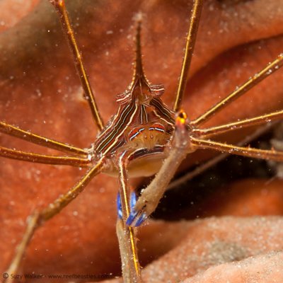 Arrow crab