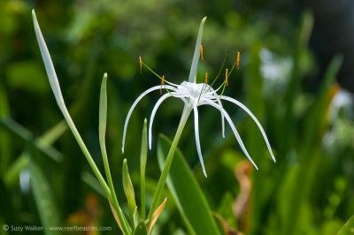 Isla Contoy white flower