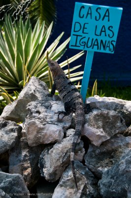 Casa de las Iguanas