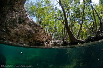 Chac Mool Cenote split level 2