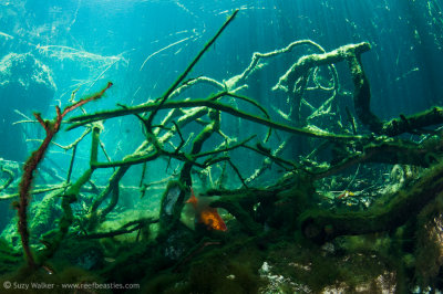 Eden Cenote fish