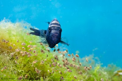 Eden Cenote Cichlid Fish & babies