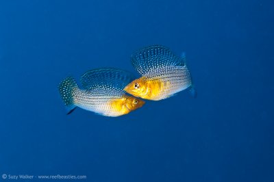 Eden Cenote fish fight