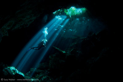 Mexico 2012 Cenotes & Whalesharks