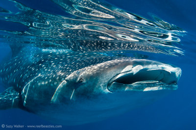 Whaleshark reflections