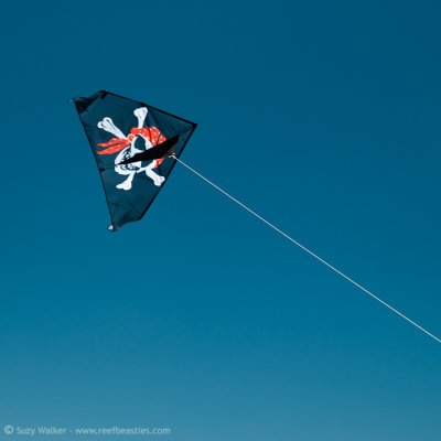 My Kite