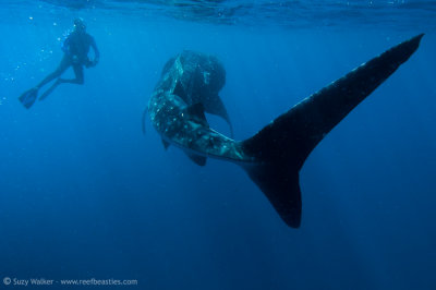 Whaleshark with free diver