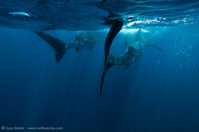 two sharks leaving