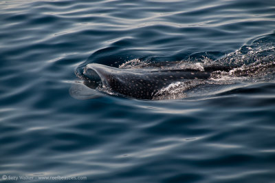 Whaleshark from the surface