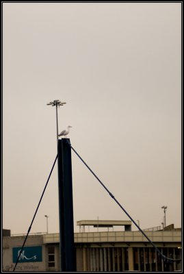 Sea Gull - Dont see these in London