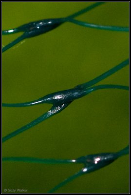 Limes in a bag (100 % crop)