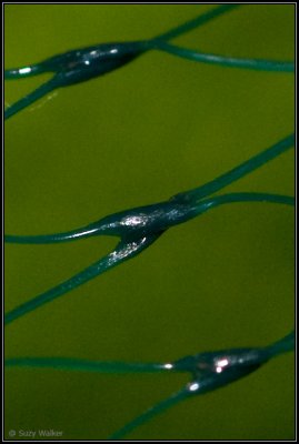 Limes in a bag (100 % crop)