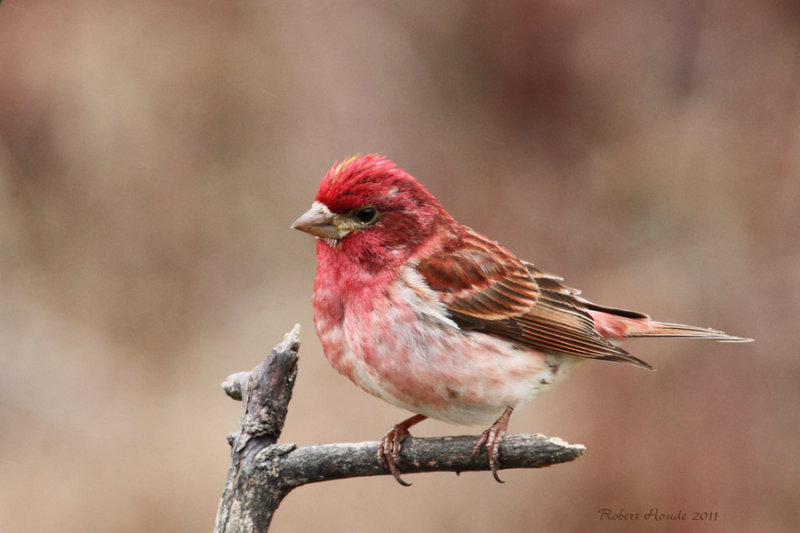 Roselin pourpr -- _E5H2638 -- Purple Finch