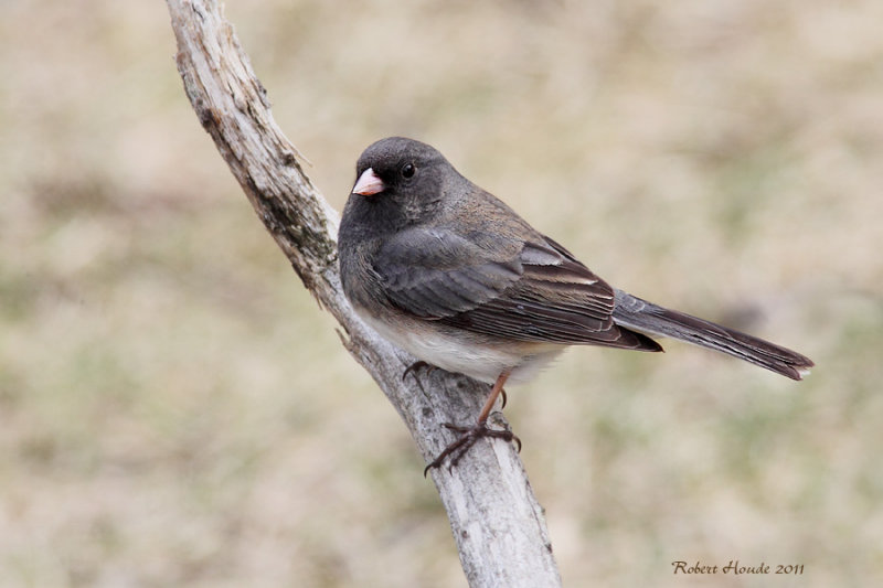 Junco ardois -- _E5H2517 -- Dark-eyed Junco