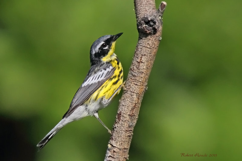 Paruline  tte cendre -- _E5H3962 -- Magnolia Warbler