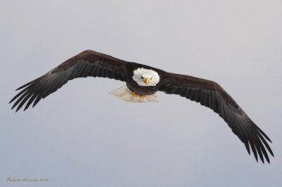 Pygargue à tête blanche -- Bald Eagle