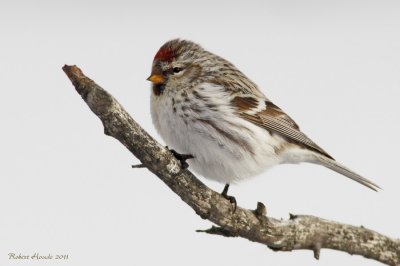 Sizerin blanchtre -- _E5H8879 -- Hoary Redpoll