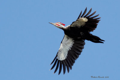 Grand Pic, Pileated Woodpecker