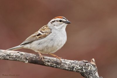 Bruant familier -- Chipping  Sparrow