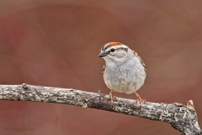 Bruant familier -- Chipping  Sparrow