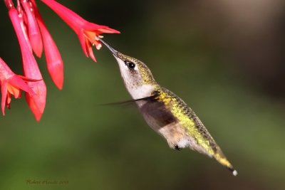 Colibri  gorge rubis -- _E5H5381 -- Ruby-throated Hummingbird