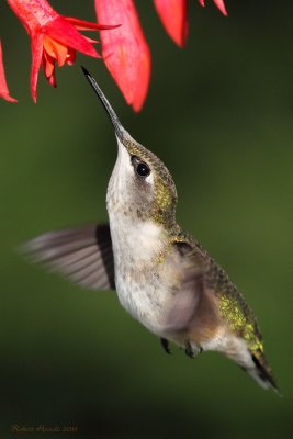 Colibri  gorge rubis -- _E5H5437 -- Ruby-throated Hummingbird