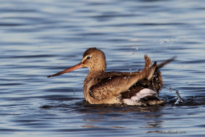 Barge hudsonienne -- _E5H8869 -- Hudsonian Godwit