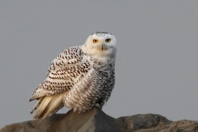 Harfang des neiges -- _E5H9891 -- Snowy Owl