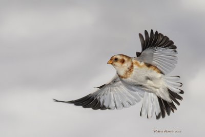 Bruant des neiges - _E5H0581 - Snow Bunting