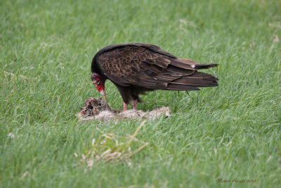 Urubu  tte rouge -- _E0K0888 -- Turkey Vulture