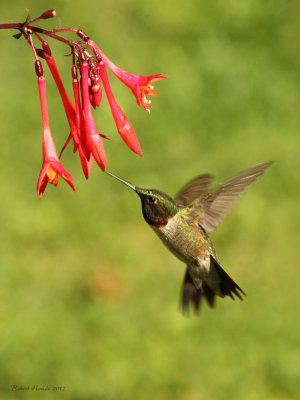 Colibri  gorge rubis -- _E5H1030 -- Ruby-throated Hummingbird