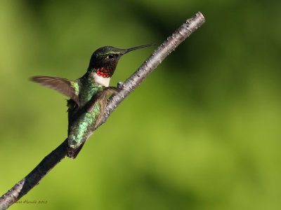 Colibri  gorge rubis -- _E5H0863 -- Ruby-throated Hummingbird