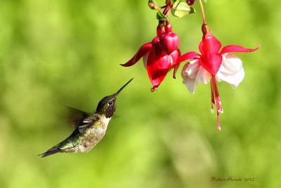 Colibri  gorge rubis -- _E5H0875 -- Ruby-throated Hummingbird