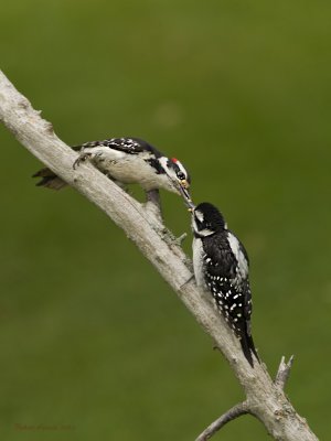 Pic chevelu -- _E5H1118 -- Hairy Woodpecker