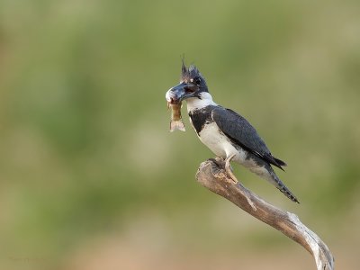 Martin-pcheur d'Amrique -- Belted Kingfisher