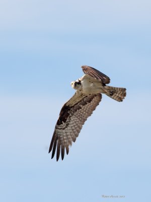 Balbuzard -- _E5H3259 -- Osprey