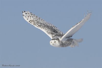 Harfang des neiges -- _E0K0461 -- Snowy Owl