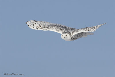 Harfang des neiges -- _E0K0459 -- Snowy Owl