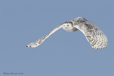 Harfang des neiges -- _E0K0457 -- Snowy Owl