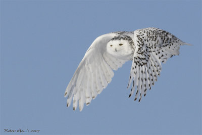 Harfang des neiges -- _E0K0455 -- Snowy Owl