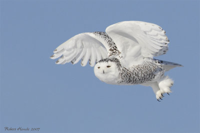 Harfang des neiges -- _E0K0453 -- Snowy Owl