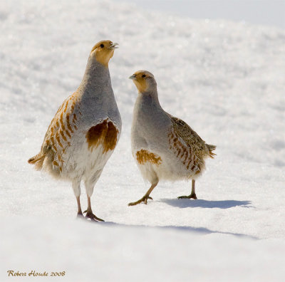 Perdrix grise -- _E0K2464 -- Gray Partridge