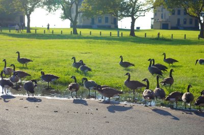 Geese everywhere, as are their droppings