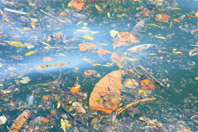 Water Debris