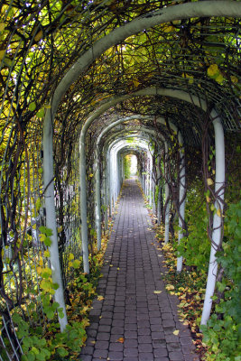 Green Tunnel*