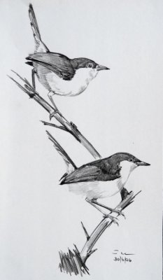 Ashy Wren Wartblers